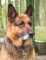 Photo chien sam berger allemand fournie  la commande pour la ralisation en portrait